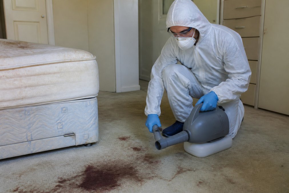 Specialist technician assessing a stained carpet before biohazard odour treatment